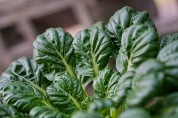 The leaves of the pagoda mustard plant or tatsoi are seen very closely so that the texture is visible