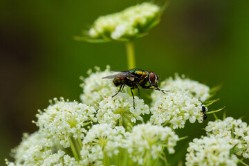 Macro close up of a fly resting on carrot flowers in green garden