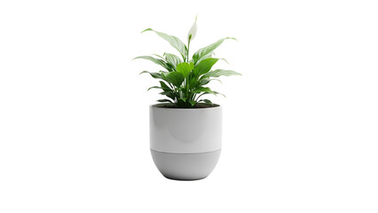 Obraz premium Minimalist Green Spathiphyllum Houseplant in a Modern Two-Tone Ceramic Pot isolated PNG with Transparent Background