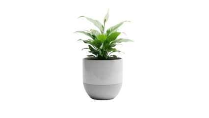 Minimalist Green Spathiphyllum Houseplant in a Modern Two-Tone Ceramic Pot isolated PNG with Transparent Background