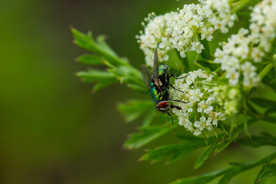 Macro close up of a fly resting on carrot flowers in green garden    