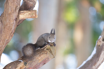 ezo squirrel, Hokkaido, Japan