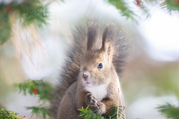 ezo squirrel, Hokkaido, Japan