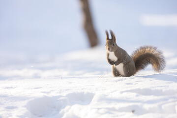 ezo squirrel, Hokkaido, Japan