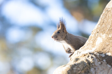 ezo squirrel, Hokkaido, Japan