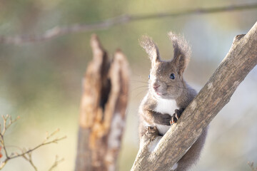 ezo squirrel, Hokkaido, Japan