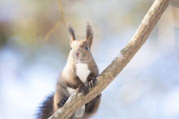 ezo squirrel, Hokkaido, Japan