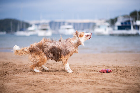 tri coloured Border Collie shaking off water at the beach