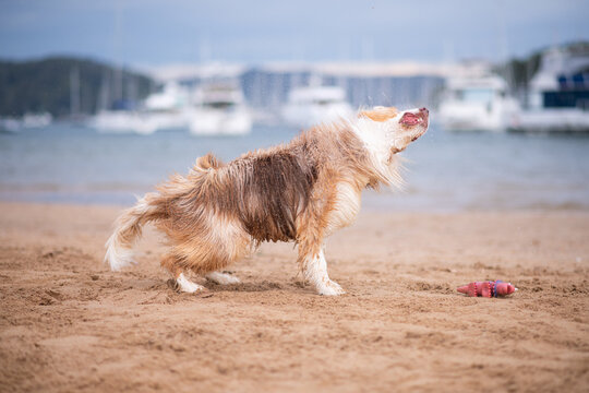tri coloured Border Collie shaking off water at the beach