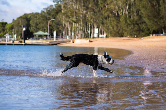 border collie dog running in the ocean at the beach