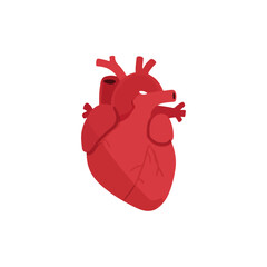 Realistic Human Heart Illustration on White Background, Medical Concept