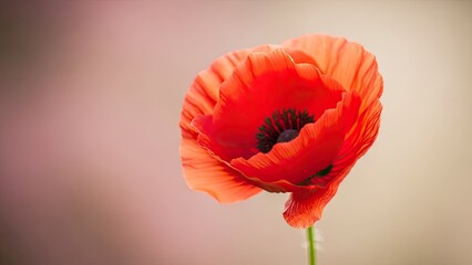 Vibrant red poppy flower captivatingly blooming in exquisite detail, showcasing delicate petals and natural elegance against a soft, blurred background, evoking peace and serenity