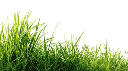 Fototapeta premium Fresh green blades of grass against a white background with bright, natural sunlight