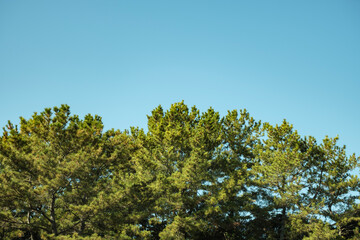 Obraz premium 松の木の森林と青空 防砂林 