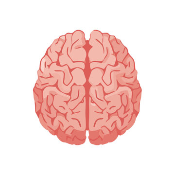 Brain Anatomy Illustration Medical Science Concept on White