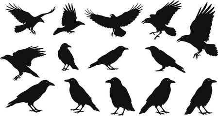 Obraz premium Flat vector illustration of black raven silhouettes in various flying and standing poses, isolated on white background for design use.