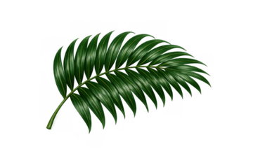 Tropical palm leaf drawing, fresh green exotic foliage creating a vibrant summer natural background element on transparent