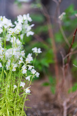 透明感のある白い花畑イメージ｜リナリアとグリーンのボケ