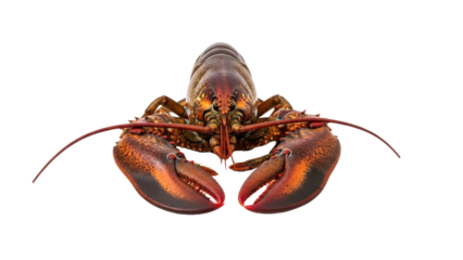 Fresh Raw Red Lobster Whole Seafood Product Shot isolated PNG with Transparent Background