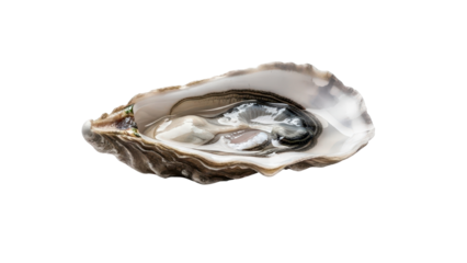 Fresh Raw Oyster in Open Shell Product Shot isolated PNG with Transparent Background