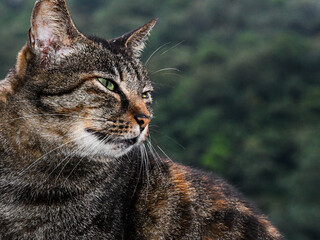Tabby Cat Profile Portrait - Observant Domestic Shorthair Feline with Green Eyes Against a Lush Green Forest Background © Yafe