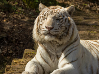 Naklejka premium Tigre blanc