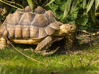 Naklejka premium tortue sillonnée