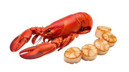 Cooked Red Lobster and Seared Scallops Seafood Product Shot isolated PNG with Transparent Background