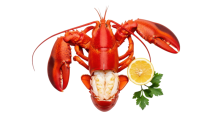 Cooked Red Lobster with Lemon Slice and Parsley isolated PNG with Transparent Background