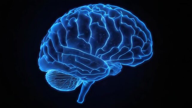 Glowing blue brain anatomy neon highlighting cerebellum brainstem neural structures neuroscience