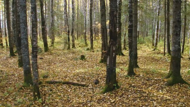 Low-angle view of a picturesque autumn forest in the Southern Urals region of Russia. The forest floor is covered in a carpet of fallen yellow and orange leaves, with sunlight filtering through the sl