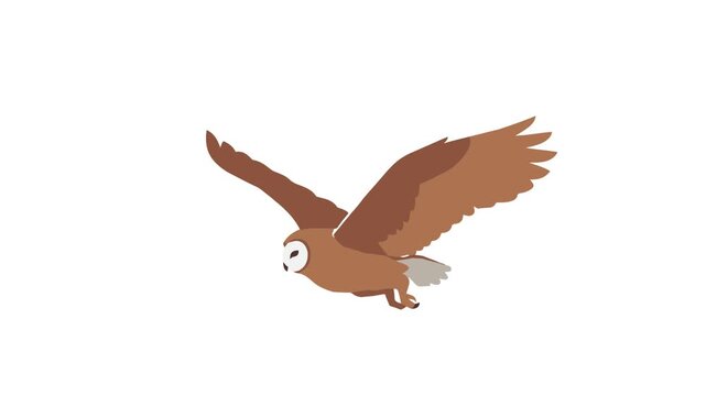 video of an owl flying