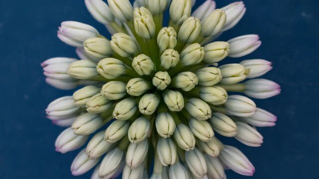 Clusters of hyacinth buds open to reveal flowers as sunlight shines in the environment. This timelapse shows the process of blooming in a garden setting over time