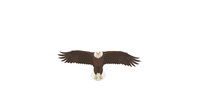 video of an eagle in flight