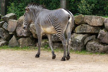 Z&egrave;bre de Gr&eacute;vy