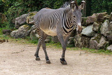 Z&egrave;bre de Gr&eacute;vy