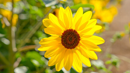 Fototapeta premium Sunflower cultivation in the process of flowering and pollination for the production of sunflower oil