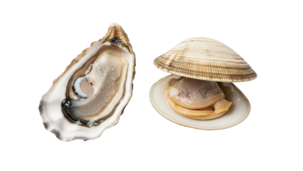 Fresh Raw Oyster and Clam Seafood Product Shot isolated PNG with Transparent Background