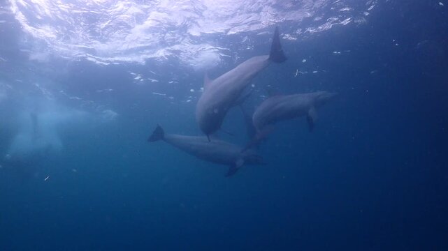 Pod of Wild Dolphins Cruising Beneath a Sunlit Ocean Surface