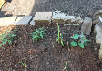 Side view. Small sweet potato plant planted in fertile soil growing. Sweet potato leaf vegetables.