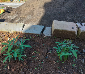 Side view. Small sweet potato plant planted in fertile soil growing. Sweet potato leaf vegetables.