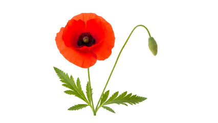 Naklejka premium Red poppy