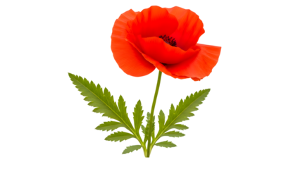 Red poppy