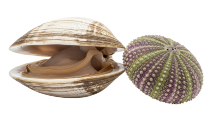 Open Hard Clam and Green Purple Sea Urchin Shell isolated PNG with Transparent Background