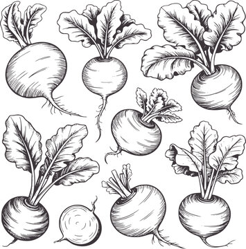 Detailed hand drawn of beetroots with leaves vegetable food healthy