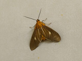 Close-up of a brown and yellow moth resting on a white surface.