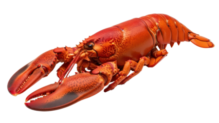 Cooked Red Lobster Seafood Delicacy Product Shot isolated PNG with Transparent Background