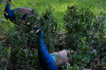 A beautiful peacock in Shanghai Zoo