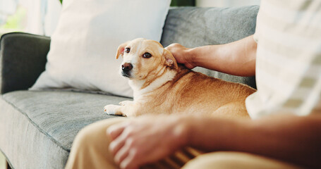 Home, hands and man on sofa, dog and stroke with animal care, companion or relax. Apartment, pet...