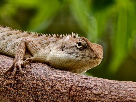 Close-up of an Oriental Garden Lizard (Calotes versicolor) resting on a tree branch.